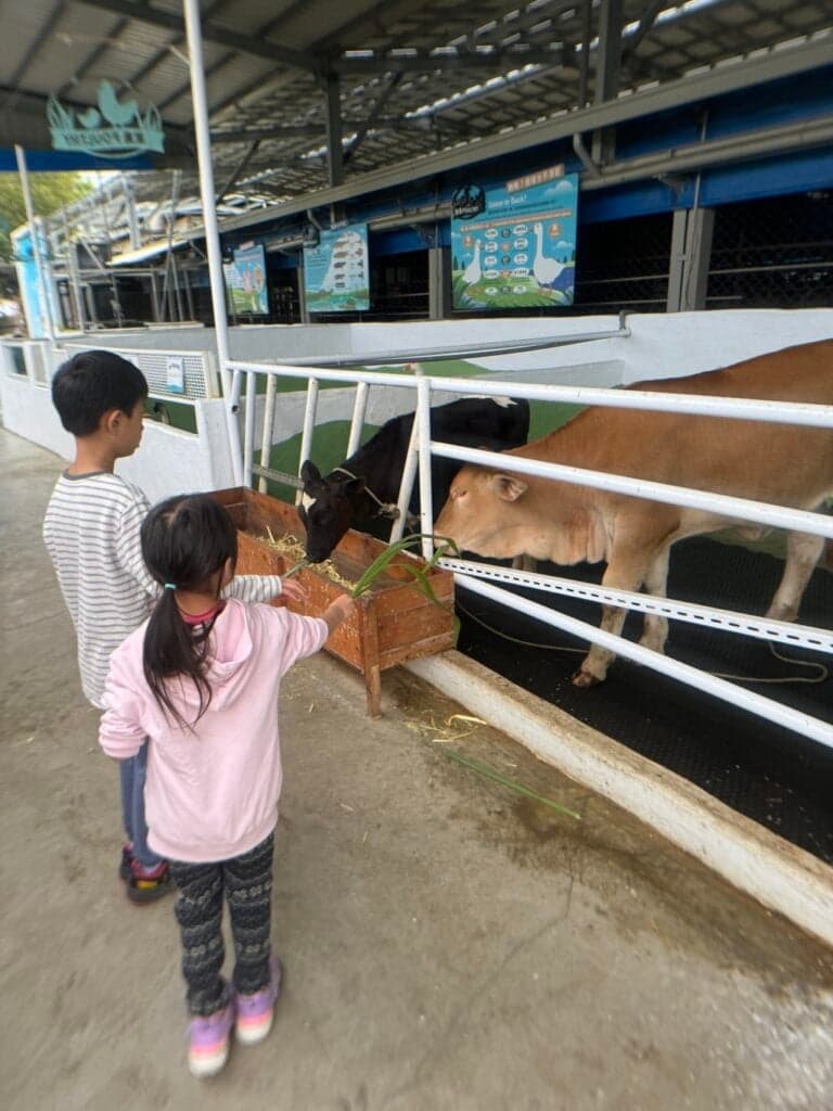 高雄親子農場 水流莊牧場 04