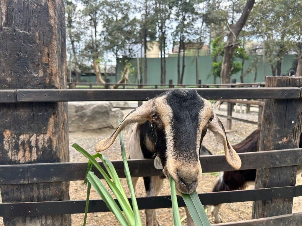 高雄親子農場 華一休閒農場 05