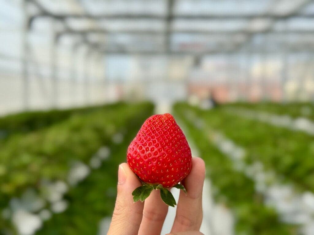 東方草莓園評價|高雄湖內大規模溫室草莓體驗,還能自採十多種蔬果