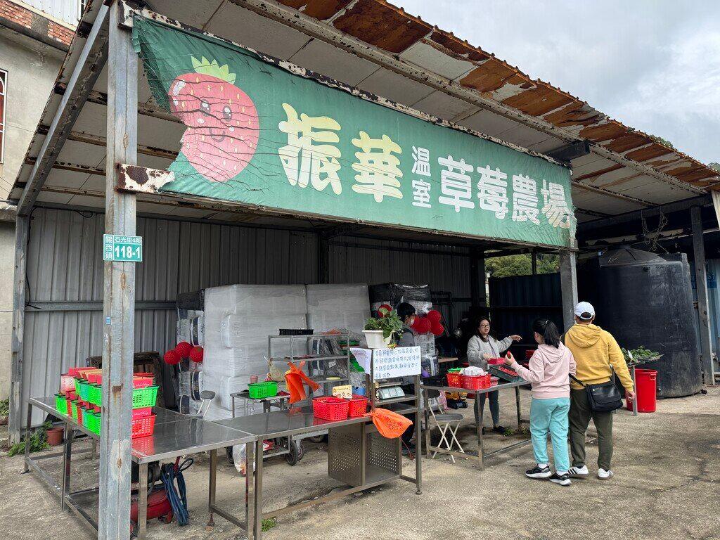 振華草莓農場評價|無農藥高架栽培,大顆草莓品質穩定