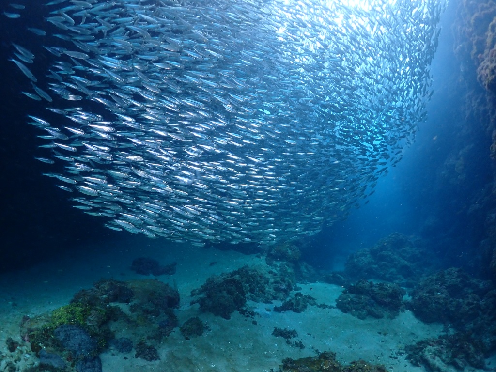 【墾丁潛點推薦懶人包】水肺自潛浮潛地點全攻略！11 大必去墾丁潛水點 21