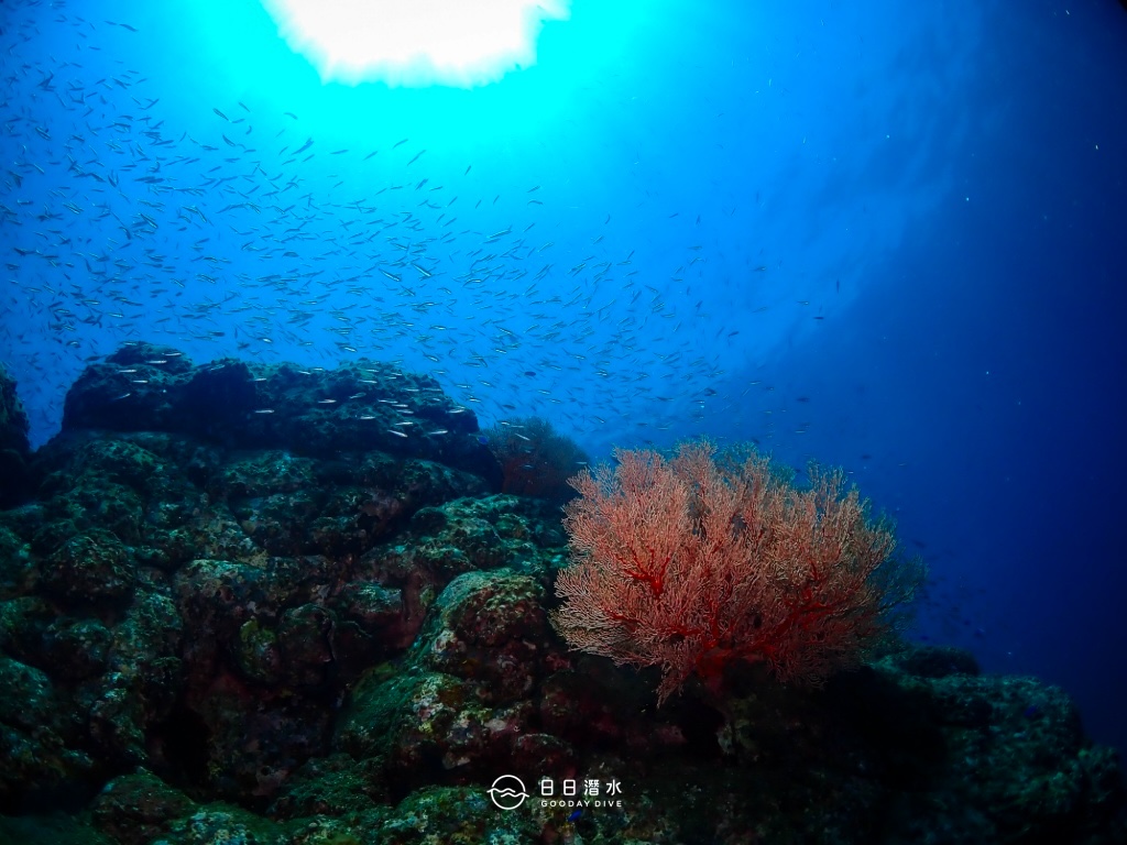 【澎湖潛點推薦懶人包】8 大澎湖潛水點，水肺、自潛、浮潛，三種玩法一次滿足 7